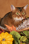 katzenfotos abessinier