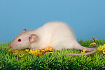 kleintierfotos ratte_-_dumboratte