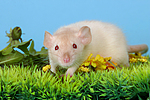 kleintierfotos ratte_-_dumboratte