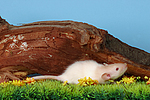 kleintierfotos ratte_-_dumboratte