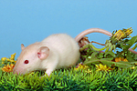 kleintierfotos ratte_-_dumboratte