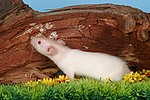 kleintierfotos ratte_-_dumboratte