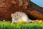 kleintierfotos ratte_-_dumboratte