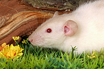 kleintierfotos ratte_-_dumboratte