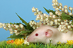 kleintierfotos ratte_-_dumboratte