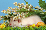 kleintierfotos ratte_-_dumboratte