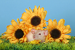 kleintierfotos ratte_-_dumboratte