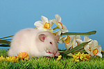 kleintierfotos ratte_-_dumboratte