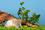 kleintierfotos ratte_-_dumboratte