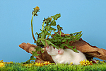 kleintierfotos ratte_-_dumboratte