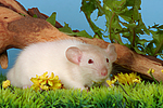 kleintierfotos ratte_-_dumboratte