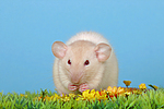 kleintierfotos ratte_-_dumboratte