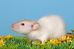 kleintierfotos ratte_-_dumboratte
