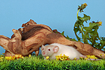 kleintierfotos ratte_-_dumboratte