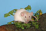 kleintierfotos ratte_-_dumboratte