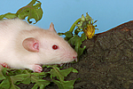 kleintierfotos ratte_-_dumboratte