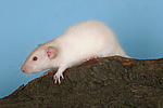 kleintierfotos ratte_-_dumboratte