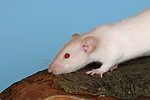 kleintierfotos ratte_-_dumboratte