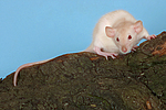 kleintierfotos ratte_-_dumboratte