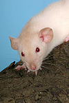kleintierfotos ratte_-_dumboratte