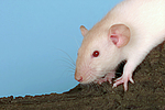 kleintierfotos ratte_-_dumboratte
