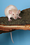 kleintierfotos ratte_-_dumboratte