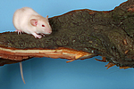 kleintierfotos ratte_-_dumboratte