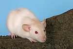 kleintierfotos ratte_-_dumboratte