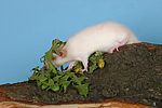 kleintierfotos ratte_-_dumboratte