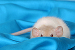 kleintierfotos ratte_-_dumboratte