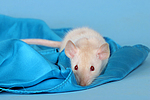 kleintierfotos ratte_-_dumboratte