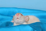 kleintierfotos ratte_-_dumboratte