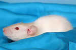 kleintierfotos ratte_-_dumboratte