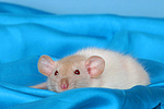 kleintierfotos ratte_-_dumboratte