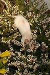 kleintierfotos ratte_-_dumboratte