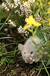kleintierfotos ratte_-_dumboratte