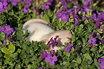 kleintierfotos ratte_-_dumboratte