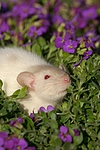 kleintierfotos ratte_-_dumboratte