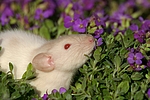 kleintierfotos ratte_-_dumboratte