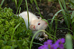 kleintierfotos ratte_-_dumboratte