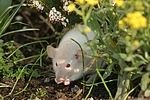 kleintierfotos ratte_-_dumboratte