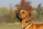 hundefotos rhodesian_ridgeback