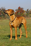 hundefotos rhodesian_ridgeback