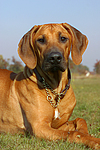 hundefotos rhodesian_ridgeback
