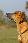 hundefotos rhodesian_ridgeback