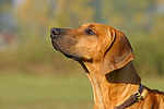 hundefotos rhodesian_ridgeback