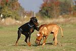 hundefotos dobermann