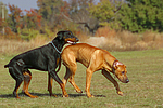 hundefotos dobermann