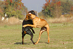 hundefotos dobermann