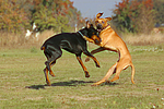hundefotos dobermann